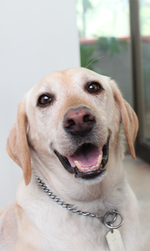 Crónica Canina: Un día en un Contact Center